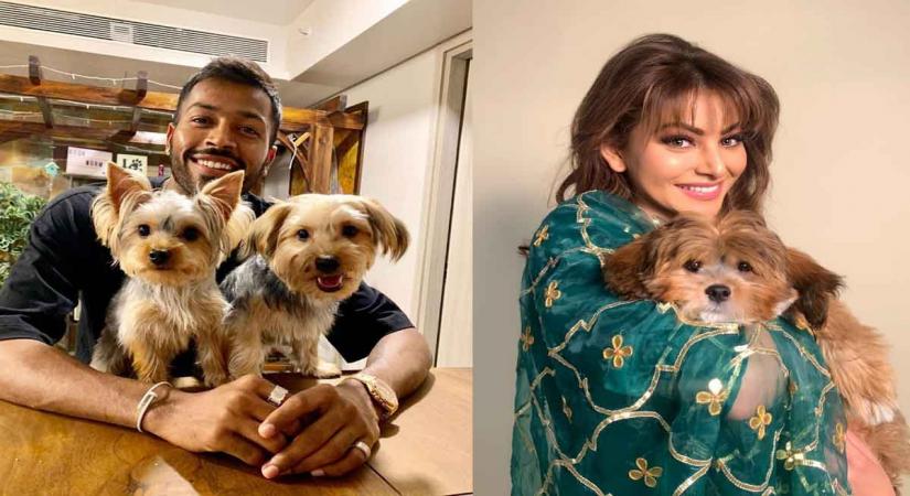 India all-rounder Hardik Pandya gave the most adorable present to actress Urvashi Rautela for on her "Pagalpanti". Urvashi took to Instagram to share a cute picture of a new addition to her family, a dog which has been gifted to her as a congratulation on her performance in "Pagalpanti".