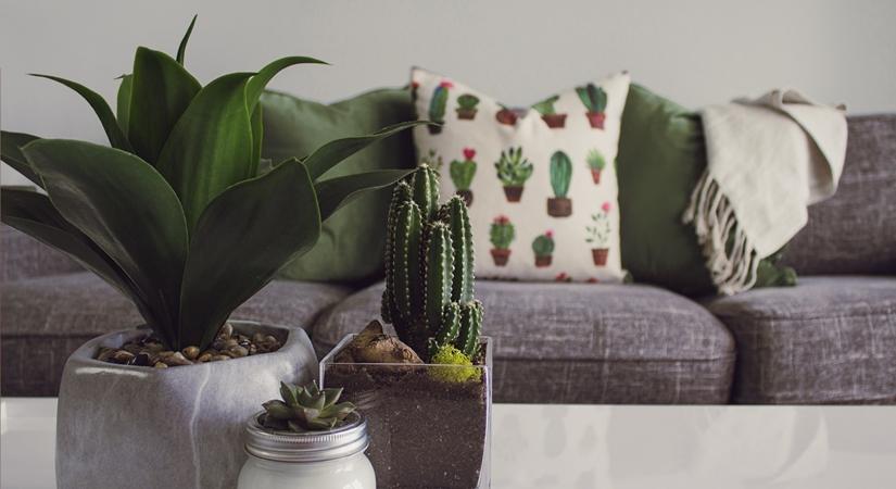 Begin your indoor garden with these plants