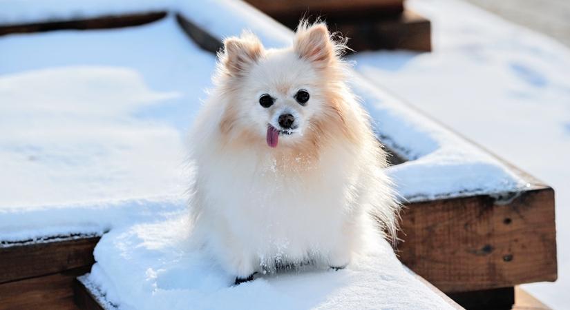 Keep your pets safe this winter