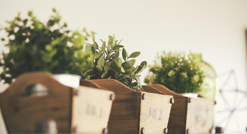 Mistakes that kill your plants in winter