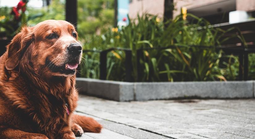 Caring tips for senior pets 