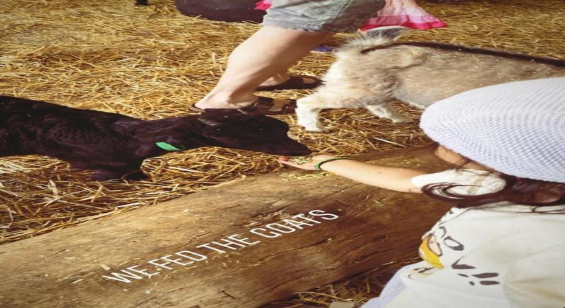 Actors Kunal Kemmu and Soha Ali Khan's daughter Inaaya Naumi Kemmu spent a day at the farm feeding animals during their vacation in Australia.