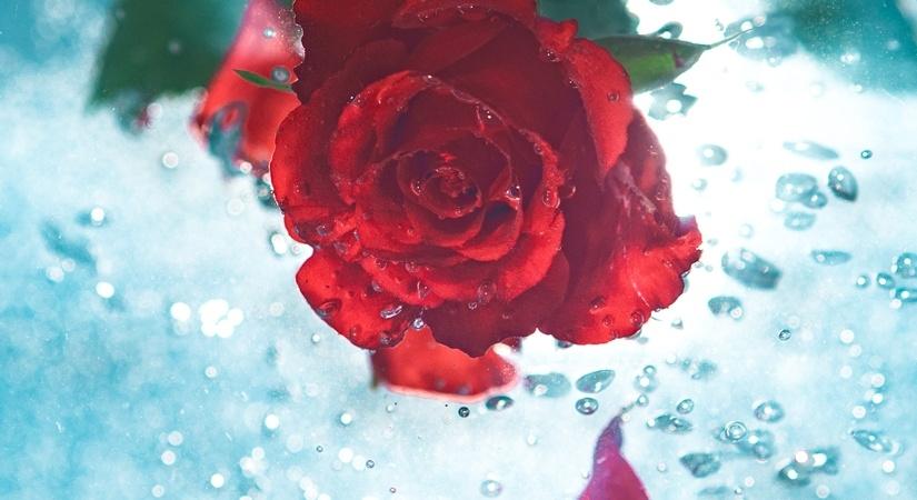 Scent of rose improves learning and sleeping