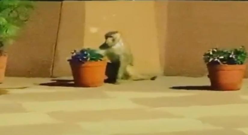 Oscar-winning Indian composer AR Rahman was one of the guests at the recent dinner in the Capital hosted in honour of US President Donald Trump, during the latter's India visit. Although the grand gala at Rashtrapati Bhavan was teeming with dignitaries including Prime Minister of India Narendra Modi, the "Jai ho" composer took out some time for a very special "little friend" -- a monkey!