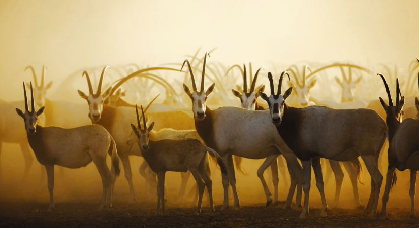 Wildlife at Sir Bani Yas Island