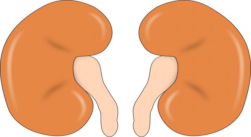 Kidney.