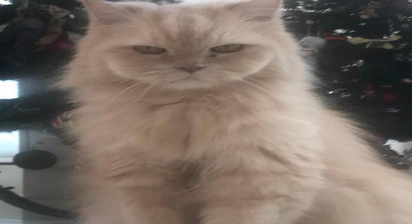 Tiger Shroff mourns loss of pet cat JD.