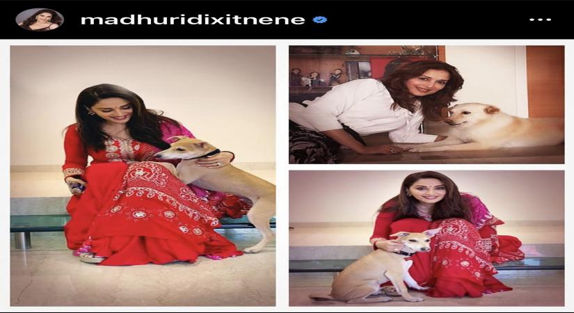 B-Town's pet parents gear up for a 'paw-erful' summer.