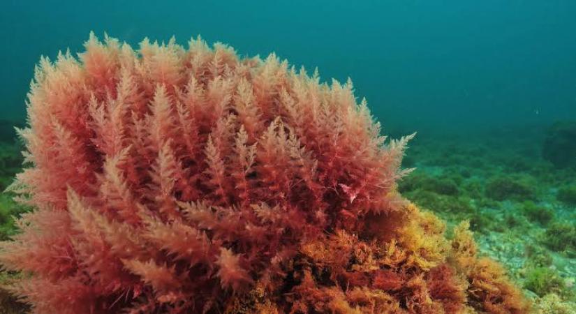 Red algae