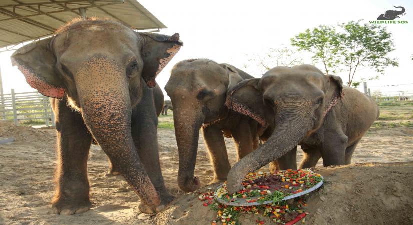 Kalpana celebrating her freedom with Holly and Karma