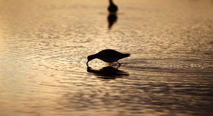 Chandigarh, April 12 (IANS) Bird photography as a hobby and profession has taken off to a major extent in India. It has led to important discoveries of species not previously known from the country, a globally renowned ornithologist said on Sunday.	 (Xinhua/Zhang Xuan/IANS)