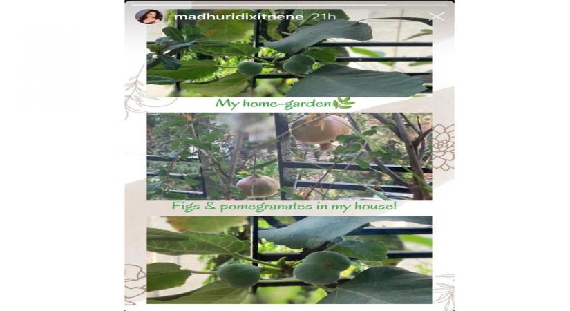 Madhuri shares a glimpse of her 'home garden'.