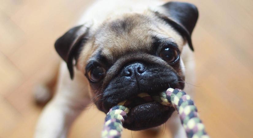 Maintaining pet hygiene during Covid-19