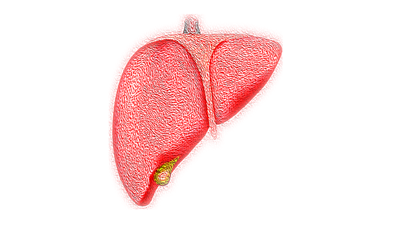 Liver