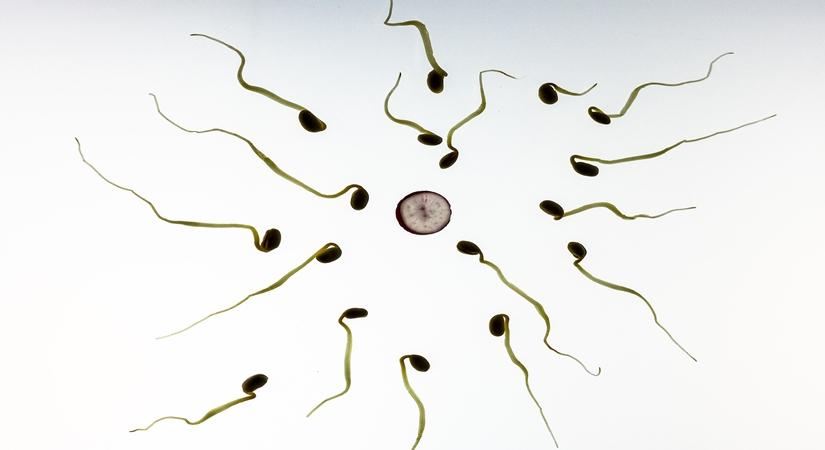Tips for men to boost fertility naturally