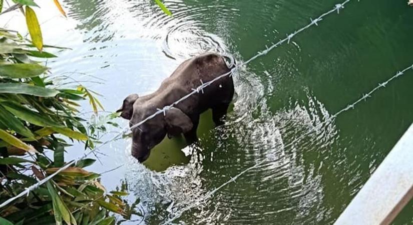 Elephant standing in a river (Source: Mohan Krishnan/Facebook)