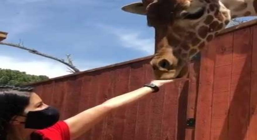 Sunny Leone feeds giraffe in new video.