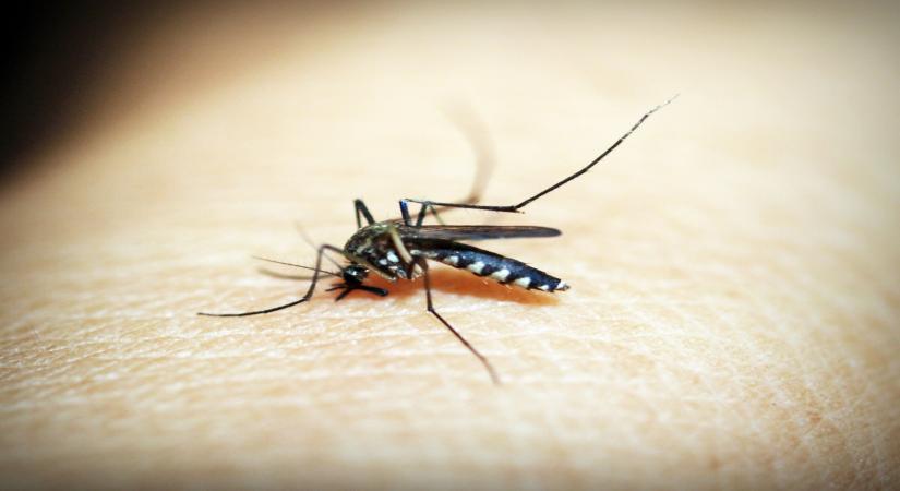 Mosquito.