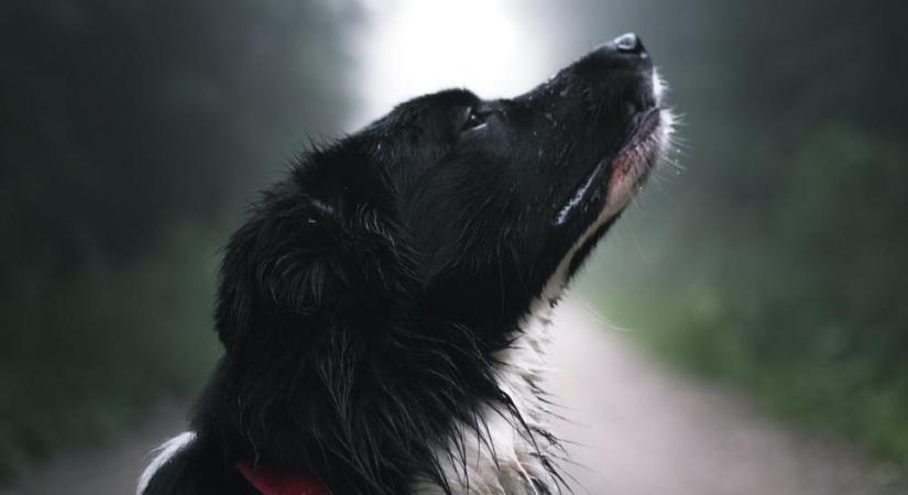 Dog in rain, Source - Unsplash