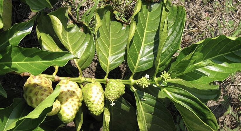 Noni Fruit. (Photo: wikimedia commons)