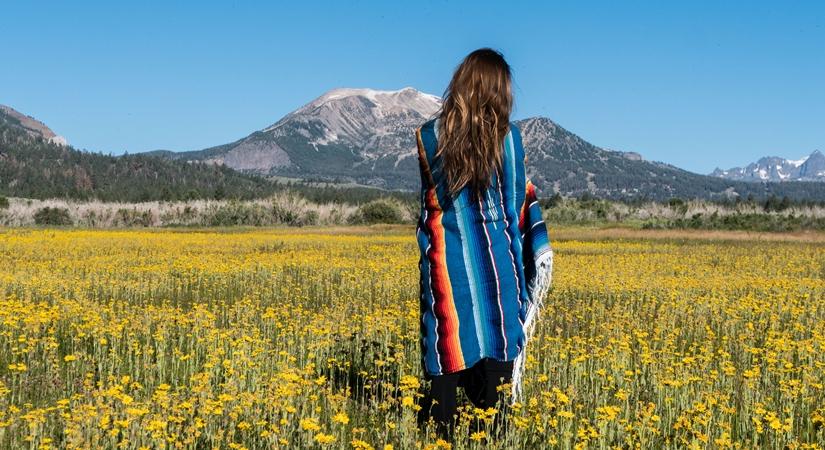 Summer wildflowers sherwin creek road
