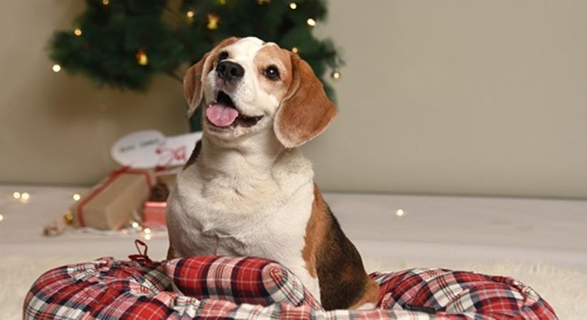 Heads Up For Tails festive bed for the VIP in the house 