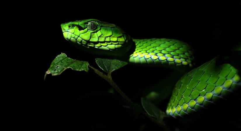 Large-scaled Pit Viper (Image Courtesy-Surya Ramachandran)