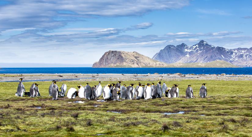 KIng Penguins South Georgia, Source: IIC