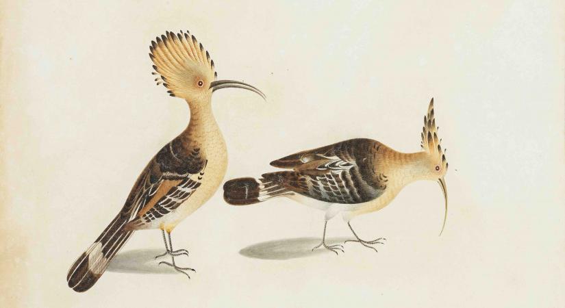 Hoopoe (Upapa epos)