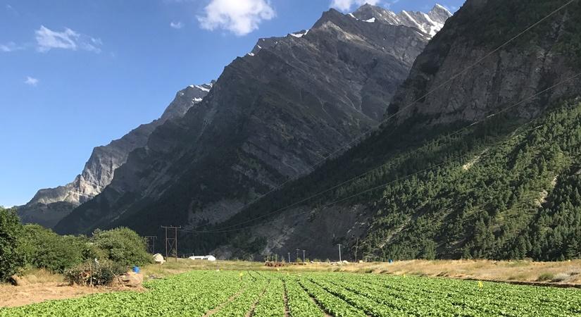 The story behind the crunch in your favourite McDonald’s burger - The Iceberg Lettuce