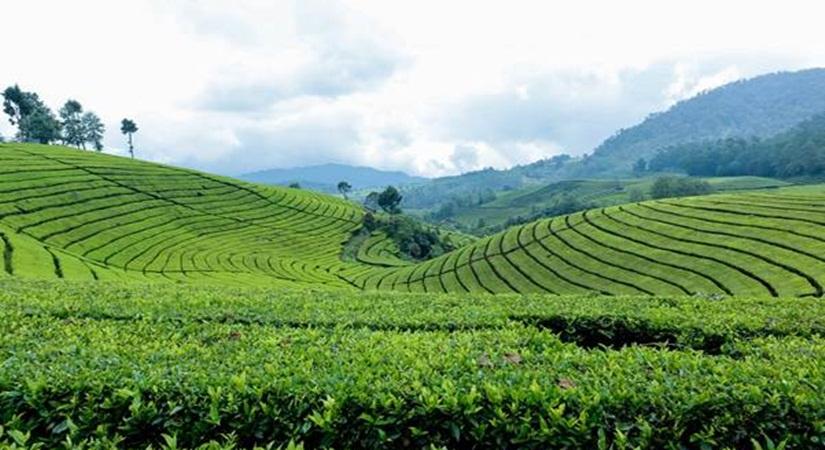  head to the hills to satiate your inner tea aficionado 