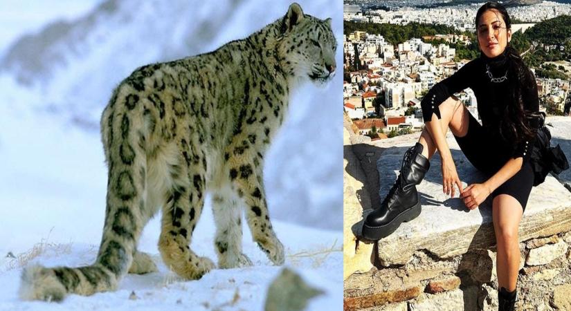 Shruti Haasan does her bit to shine the light on snow leopards.