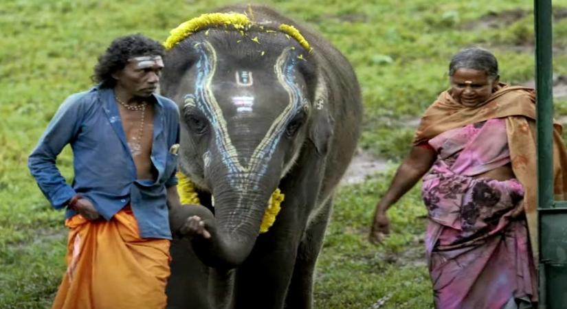 The Elephant Whisperers.