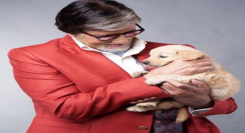 Big B mourns death of pet dog.(photo:instagram)