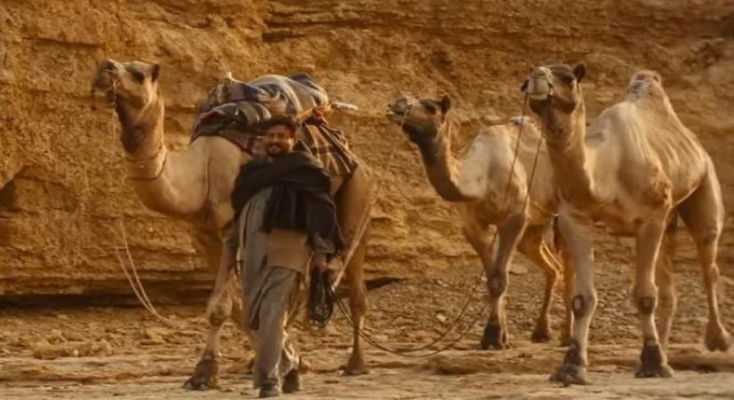 The Song of Scorpions