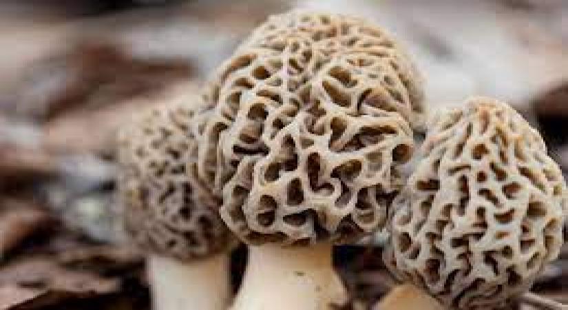 morels