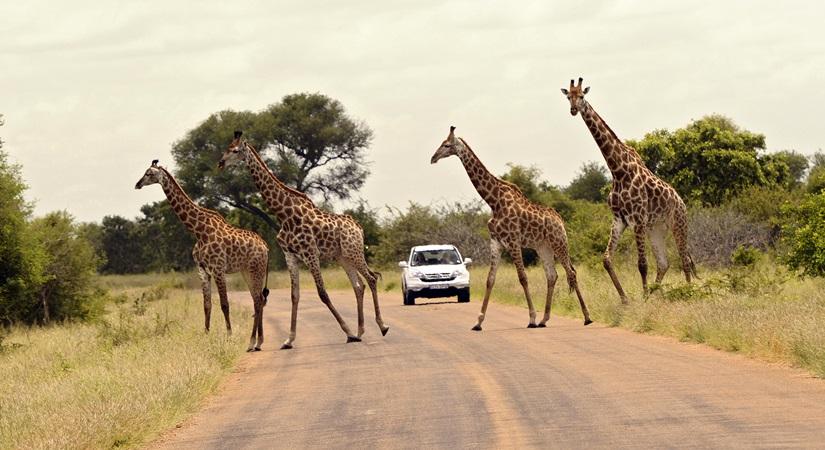 Kruger National Park