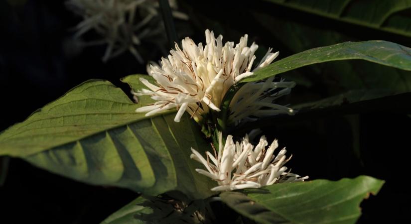 Evolve Back’s Chikkana Halli Estate, Coorg