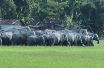 IVRI to study fatal virus infecting elephants. (Photo: IANS)