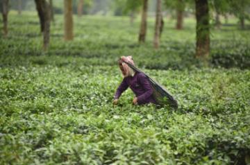 Tea garden