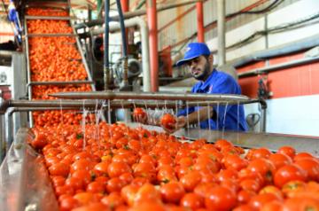 GAZA, June 24, 2019 (Xinhua) -- A Palestinian employee works at a tomato paste factory at the Jabalia refugee camp in the northern Gaza Strip, June 24, 2019. (Xinhua/Stringer/IANS)
