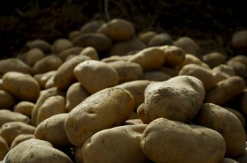 Potatoes. (File Photo: IANS)