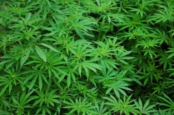 Marijuana. (File Photo: IANS)