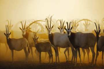 Wildlife at Sir Bani Yas Island