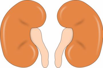 Kidney.
