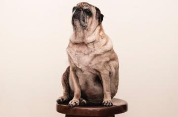 Is your pet obese?