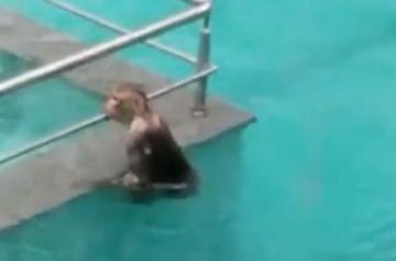 Tisca Chopra shares video of monkeys having 'pool party'.