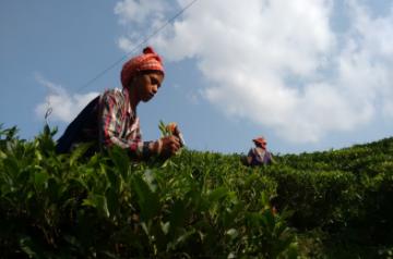 Drinking green tea may help treat food allergies. (File Photo: IANS)