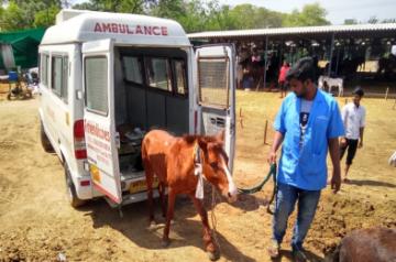 An abandoned mule rescued by the Friendicoes and Wildlie SOS team from Gazipur