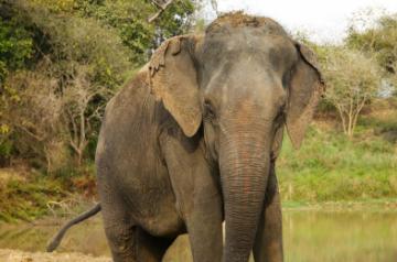 Daisy is now living a safe and healthy life at the Wildlife SOS Elephant Rehabilitation Centre, Haryana
